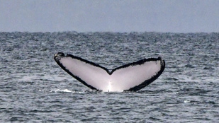 Kiszabadítottak egy tengeri hulladékba gabalyodott bálnát