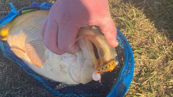 Gumihallal fogott 12 kilós vérpontyot egy horgász