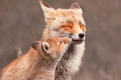 Ilyen a szeretet a rókák világában: varázslatos képeken mutatja be a fotós