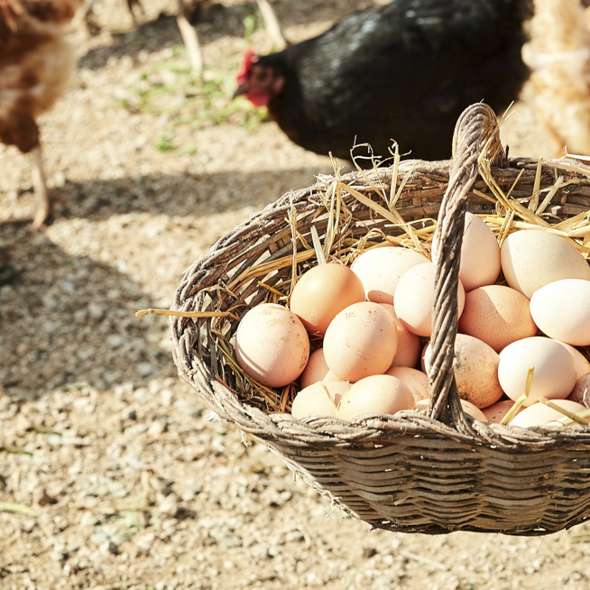 Tippek, mi alapján vegyél tojást – Érdemes szabadtartásút választani
