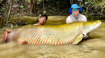 Egy magyar horgász 150 kilós halat fogott a guyanai dzsungelben