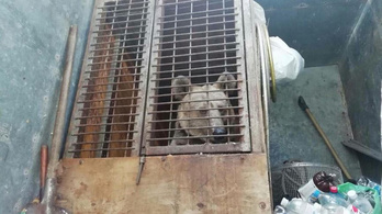 Kimentik Ukrajnából Mását, a cirkuszi medvét