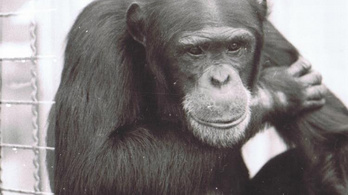 Elpusztult Európa legöregebb hím csimpánza
