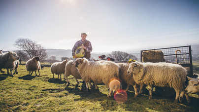 Miért van dögrováson valaki, és mi köze az illetőnek a pásztorkodáshoz? – Szófejtő