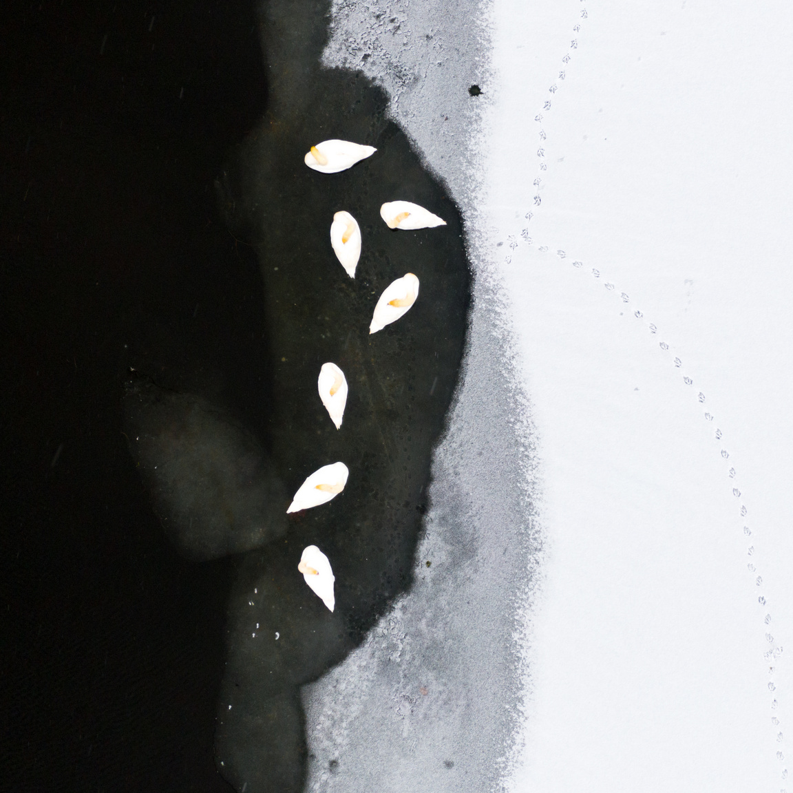 Pihenő bütykös hattyúk a Bokros-pusztán található Búzás holtág befagyott jegén, madártávlatból.
                        