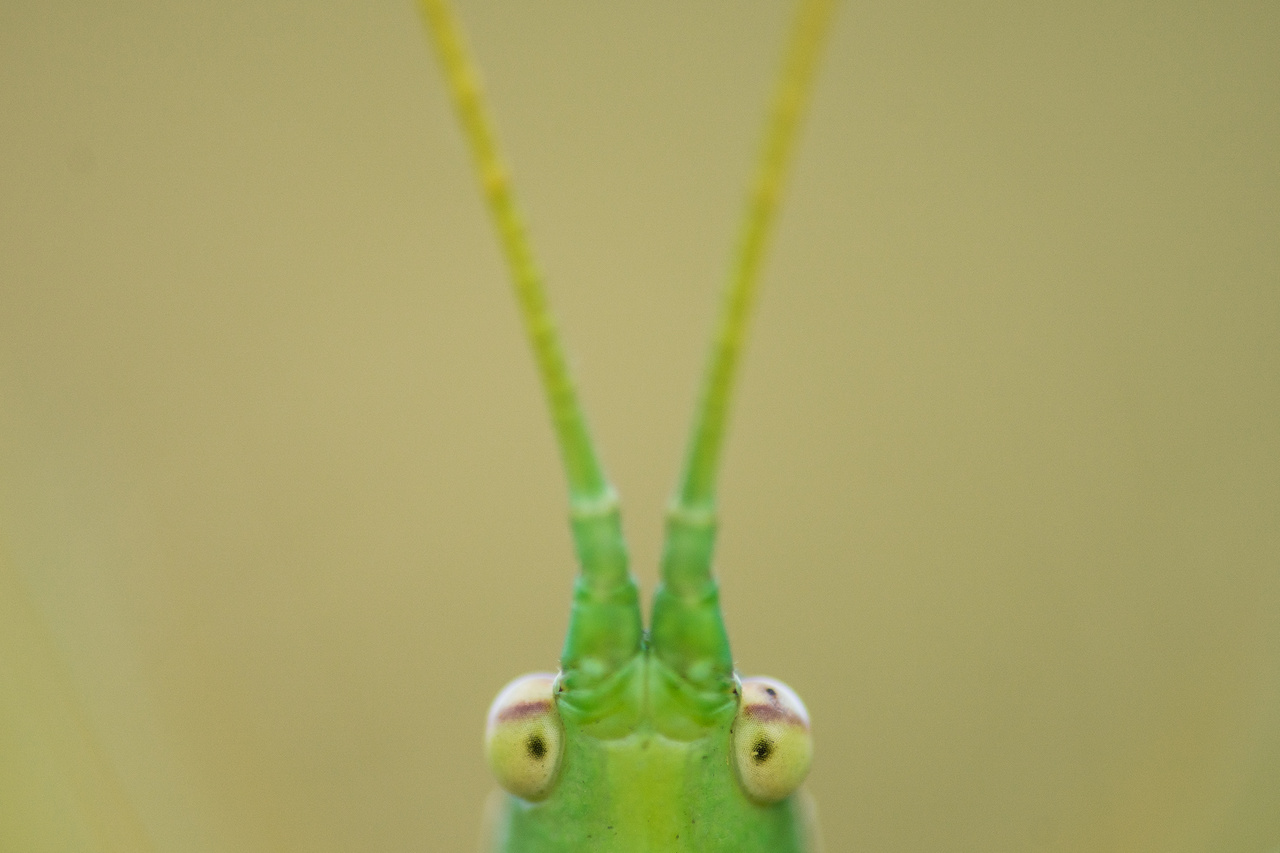 Portré Magyarország legnagyobb testű rovaráról, a fűrészeslábú szöcskéről. Fényképem Bugac-pusztán készült.