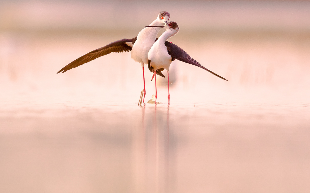 A kép a mórahalmi Nagyszék-sóstónál készült, késő délután a gólyatöcsök romantikus nászáról.