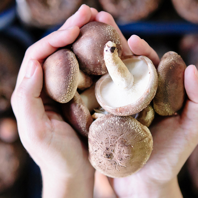 8 ok, amiért érdemes gombát fogyasztani: a legjobb receptjeinket is mutatjuk