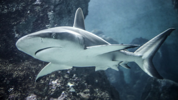 Veszélyeztetett cápafaj maradványait találták kutya- és macskaeledelben