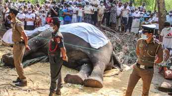 Elpusztult Srí Lanka legszentebb és legkedveltebb elefántja