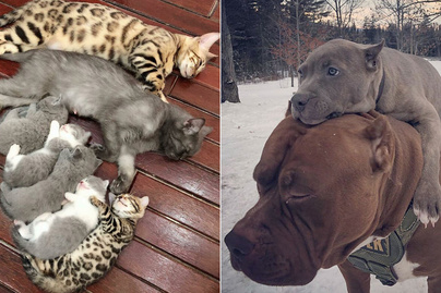 Ilyen, amikor az állatok szülővé válnak: szívmelengetően szép fotók készültek róluk