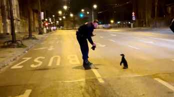 Hűvösre tettek egy pingvint a budapesti rendőrök a Dózsa György úton