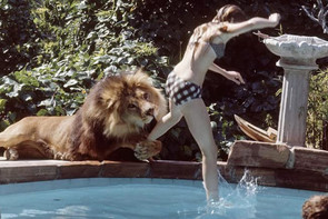 4 éven át tigrisek és oroszlánok terrorizálták a stábot – A világ legveszélyesebb filmforgatása