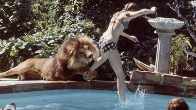 4 éven át tigrisek és oroszlánok terrorizálták a stábot – A világ legveszélyesebb filmforgatása
