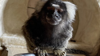 Kijevből kimenekített majom került a Nyíregyházi Állatparkba, több állat is érkezhet hazánkba