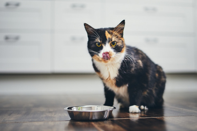 A tej akár káros is lehet a macskáknak: ilyen tápanyagokra van szükségük