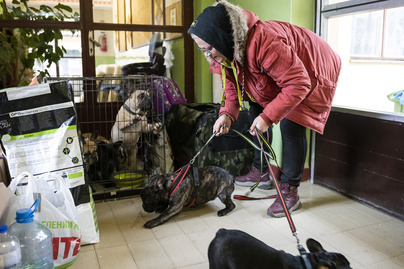 Van, aki 11 kutyájával menekült Ukrajnából: nem hagyják hátra kis kedvenceiket sem