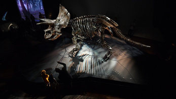 Teljes életnagyságban rémisztget a legbizarrabb dinoszaurusz