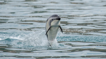 Harmincegy delfin pusztult el Új-Zéland partjainál