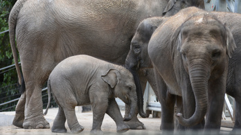 Az elefántok is nehezen dolgozzák fel a gyerekkori traumákat