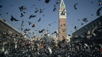 Vízipisztolyt kapnak a turisták a galambok ellen Velencében