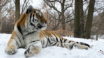 Meghalt Putyin, a tigris