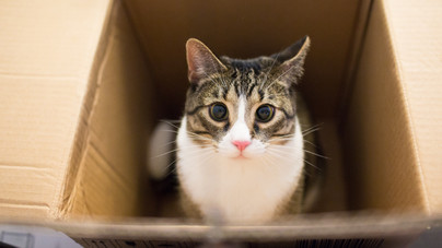 Miért szeretik annyira a macskák a dobozokat?