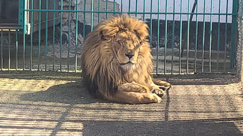 Életét kockáztatva mentett ki egy éhező oroszlánt egy ukrán állatkertből