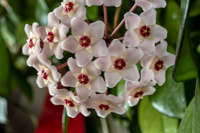 9 gyönyörű növény a lakásba, aminek isteni illata van - Így tartsd őket, hogy virágot hozzanak