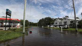 Hatalmas károkat okoznak Ausztrália állatvilágában az áradások