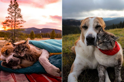 Együtt utazza körbe a világot a macska és a kutya: aranyos képeken a barátságuk