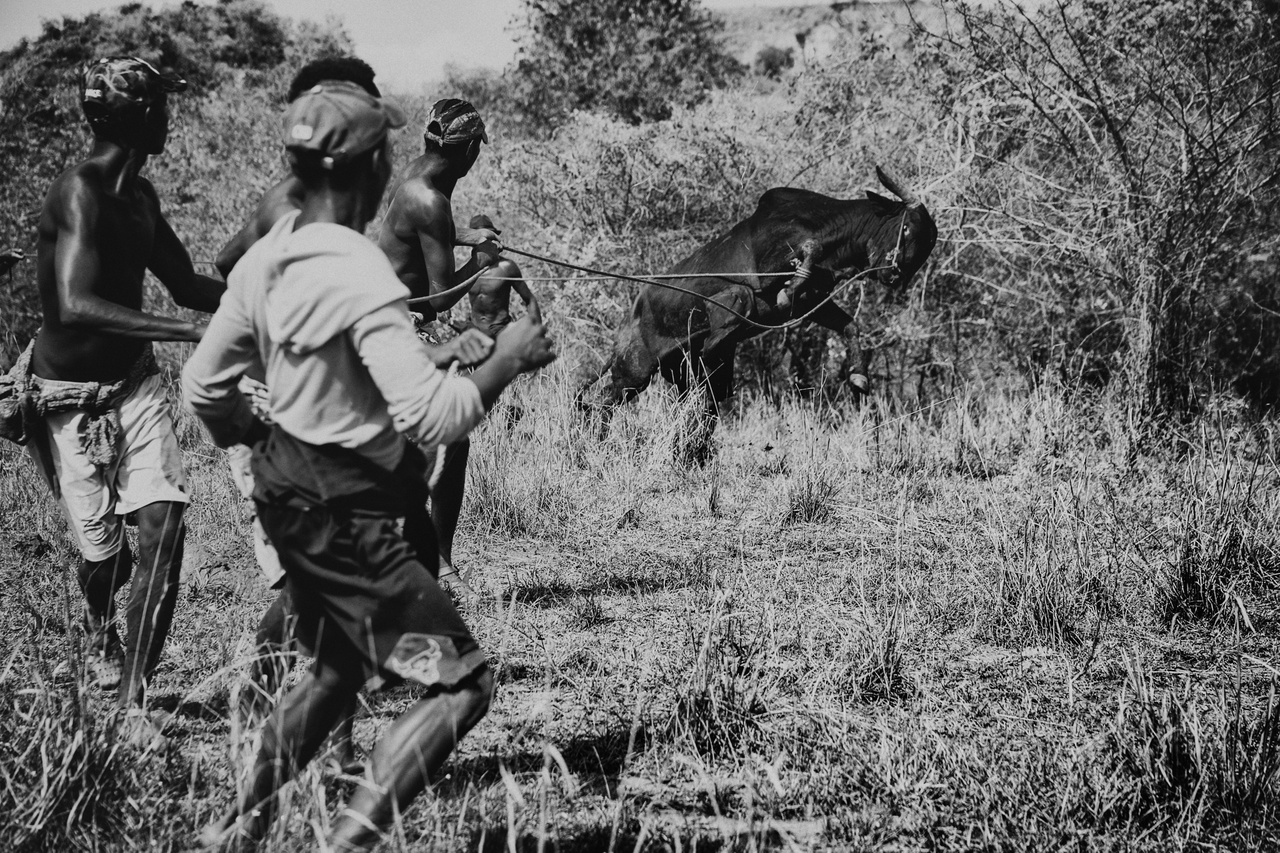 A zebu háború (Hosszú távú projekt - Afrika): Évtizedeken át sújtotta Madagaszkár szigetének déli és nyugati vidéki lakosságát a zebuk tömeges lopása, amelyet a dahalok, vagyis a helyi nyelven banditák hajtottak el. A zebut, vagyis a púpos szarvasmarhát nagyon sokféleképpen használták, de leginkább a húsáért tartják. A képen csordások fognak éppen be egy vadon élő zebut, hogy háziasítsák, majd eladják. A fotó 2020 novemberében készült. Vélhetően a befogott állatot összeeresztik a csorda többi tagjával, majd egy tíznapi járóföldre lévő zebupiacra hajtják és eladják nagyjából 500 dollárért.