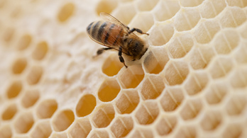 A hardver jövője a méz