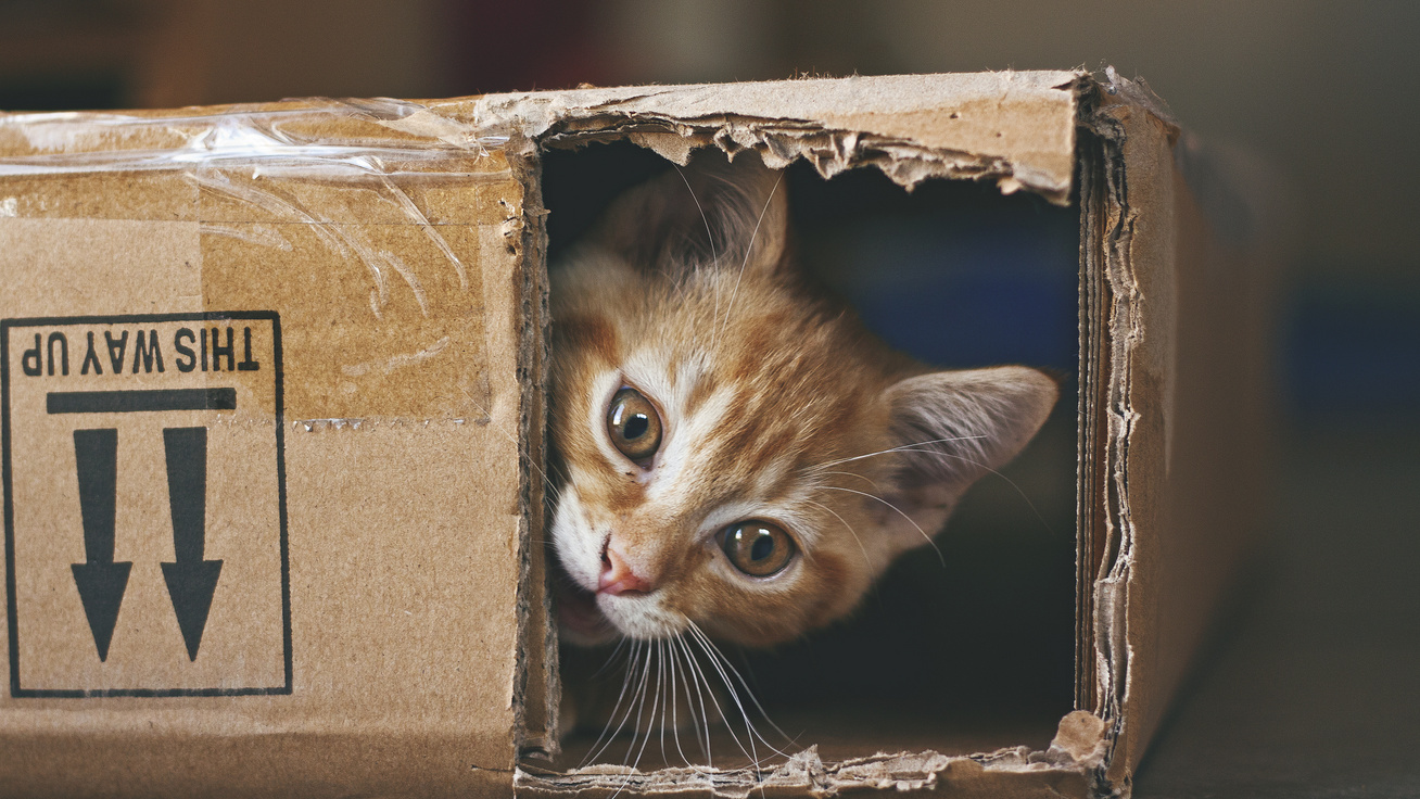 Miért bújnak bele minden dobozba a macskák? Gazdiként már láthattad, így magyarázza a tudomány