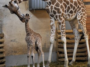 Zsiráfborjú született a Fővárosi Állatkertben