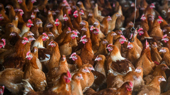 Több mint 13 millió baromfit vágtak le Franciaországban a madárinfluenza miatt