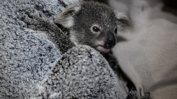A koalasperma biobankja lehet a kihalás ellenszere