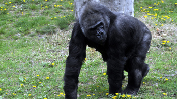 Ma ünnepli 45. születésnapját Liesel, hazánk legidősebb gorillája