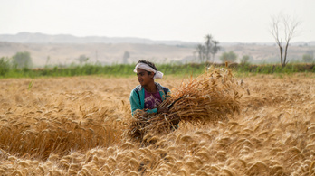 Indiából vásárolna búzát Egyiptom az orosz–ukrán háború miatt