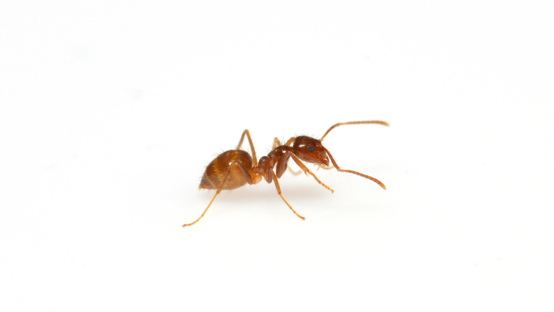 Tawny crazy ant (Nylanderia fulva) female worker