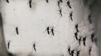 Több százmillió szúnyogot engedtek szélnek, a vérszívók szívathatják meg a vírusokat