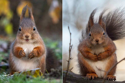 Elbűvölő képeket készített a mókusról a fotós: csak ritkán látjuk így őket