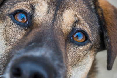 8 kép, ami bepillantást enged a kutyusok imádni való lelkébe: zseniális fotók születtek