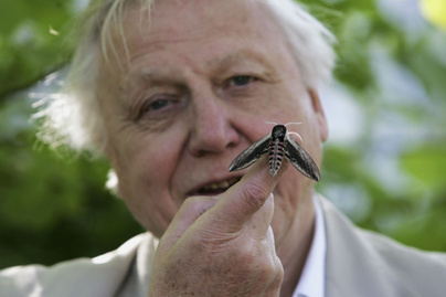 Rangos díjat kapott David Attenborough az ENSZ-től: sokat köszönhet neki az emberiség