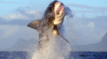 Óriási fehér cápa zavarta meg egy család húsvéti horgászását