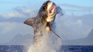 Óriás fehér cápa zavarta meg egy család húsvéti horgászását