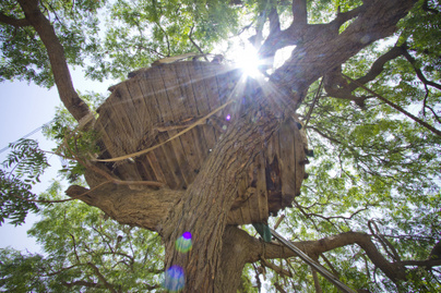 Egy köztéri fára épített magának lombházat a férfi, látványosság lett belőle: már 8 éve él ott