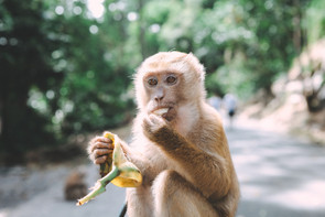 A majmok jobban tudják? Nem úgy kell meghámozni a banánt, ahogy eddig hitted