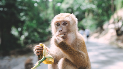 A majmok jobban tudják? Nem úgy kell meghámozni a banánt, ahogy eddig hitted