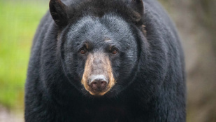 Öt medvét találtak egy ház alatt Kaliforniában